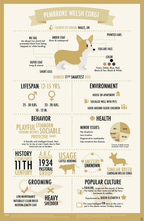 A cute and fun infographic features the lovable Corgi dog.